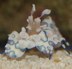 Harlequin Shrimp - Hymenocera Elegans