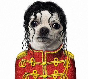 ... Faces, Michaeljackson, Pet Rocks, Michael Jackson, Chihuahua, Animal