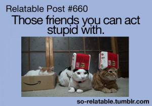 gif cat LOL funny gifs cute friends true Friendship friend stupid i ...