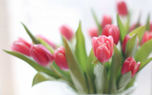 Download Tulips 2560x1600 Wallpaper