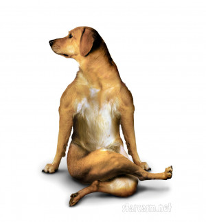 The Yoga Dogs wall calendar features a variety of pooches in various ...