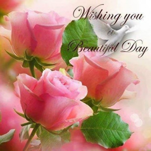 Wishing you a beautiful day
