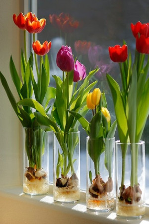 Indoor Flowering Bulbs for Winter Interest