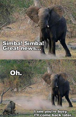 elephants #funny