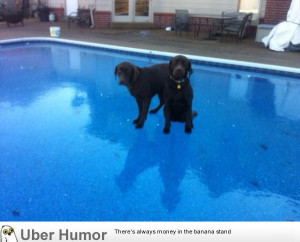 swimming quotes http www pic2fly com awesome swimming quotes html