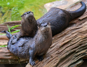 Otters image via Tampa's Lowry Park Zoo at www.Facebook.com/TampaZoo