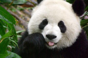 Panda Bear Pictures, Images & Photos
