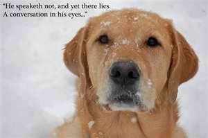 Quotes For Dog Lovers - Bing Images