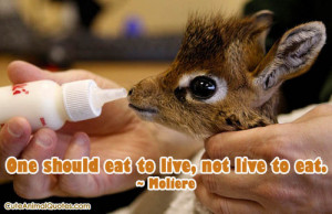 Cute Animal Quotes! Adorable Animals and Great Quotations!