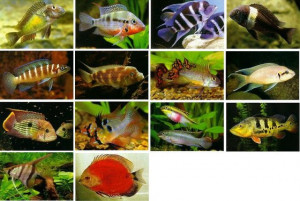 products live ornamental tropical cichlids fish cv mahoo tropical fish