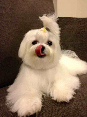Grooming Maltese Face