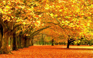 Nature-wallpapers-Autumn Fall Background-wallpaper
