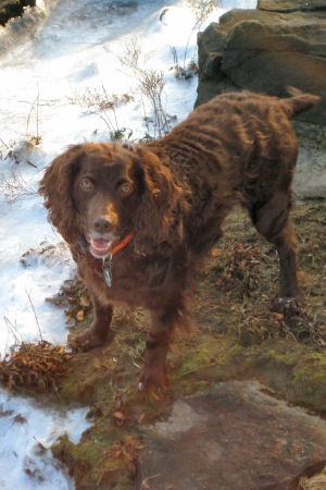 South Carolina State Dog Boykin Spaniel