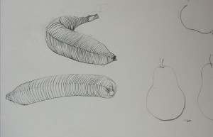 Back > Gallery For > Contour Drawings Of Fruits