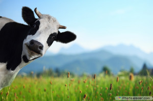 Funny cow on a green meadow
