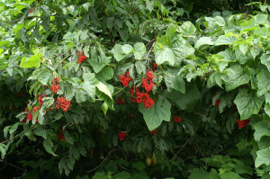 Here’s another major key - you’ve already heard it (many times ...