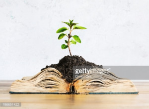 Plant growing out of open book : Stock Photo