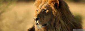 lion lioness facebook cover