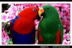 Eclectus Female and Male Parrot