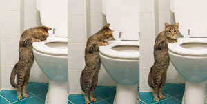 Every morning when I flush the toilet ( i.imgur.com )