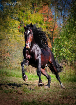 Future Farms, Animal Horses, Pretty Ponies, Future Animal, Appaloosa ...