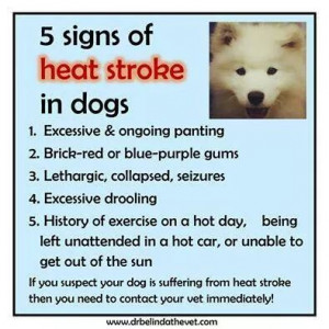 dog heat stroke signs