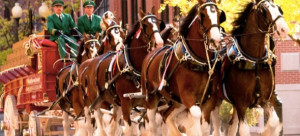 Claim: Budweiser is ditching their famous Clydesdale ads in an effort ...