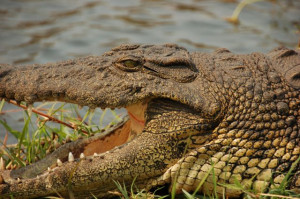 Crocodile Hunter Quotes