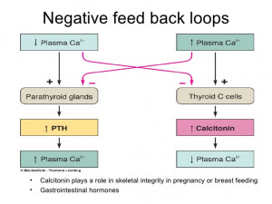 Parathyroid Hormone Feedback Loop Negative Feed Back Loops