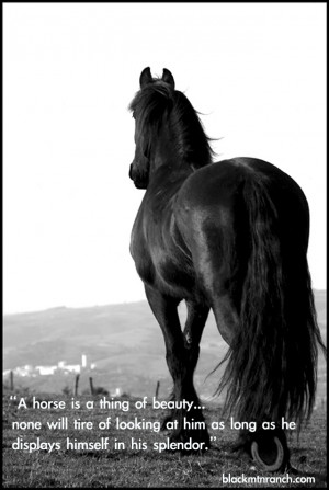 horse does not greet the sun and say, ‘today will be better.’ It ...