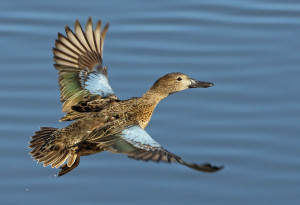 Blue winged Teal Duck