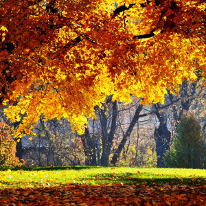 Autumn Scenery Nature Painting