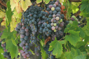 It's harvest time, and the grapes on the vine are about to become wine ...