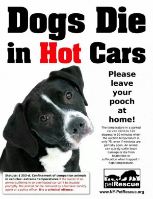 Leave your pets at home.