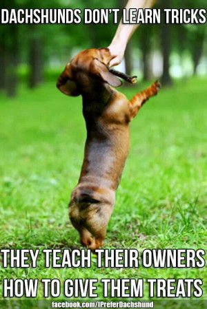 Funny picture quotes With Dachshunds , Doxies , Wiener dogs, Wienies