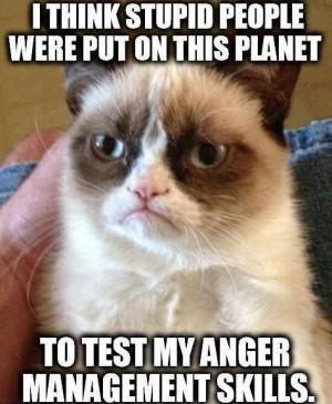 cat, grumpy cat meme, grumpy cat humor, grumpy cat quotes, grumpy cat ...