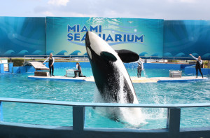 Only-Two-Days-Left-to-Urge-NOAA-to-Protect-Captive-Orca-Lolita.jpg