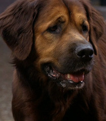 ... movie homeward bound ii lost in san francisco franchise homeward bound