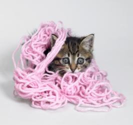 kitten playing in wool