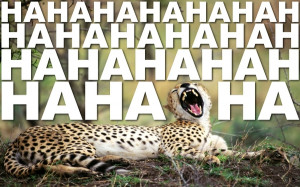 text animals quotes funny cheetahs Knowledge Quotes HD Wallpaper