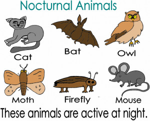Science Animal, Animal Flashcards, Owls United, Schools, Science'S ...