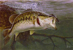 All Graphics » largemouth Bass Fishing