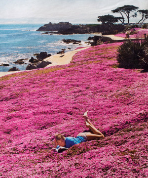 Seaside Park, Monterey, Californiaphoto via girlin