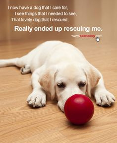 ... that I rescued, really ended up rescuing me. #spartadog #dogs #quotes