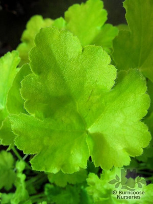 Buy Heuchera 'Key Lime Pie' plants by mail order from Burncoose ...