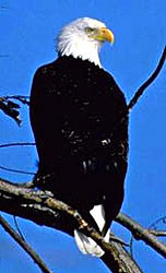 The Eagle, Ben Franklin, and the Wild Turkey