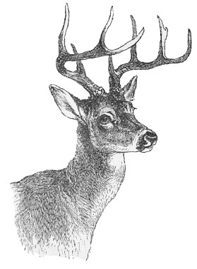 pin coloring pages whitetail deer skull images poems cartoons pictures