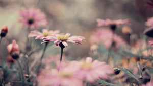 flowers-daisy-vintage-spring-beautiful-nature-plant-photo-hd-wallpaper ...