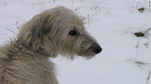 Kat Kinsman's Irish Wolfhound, Mordred, was a huge presence in her ...