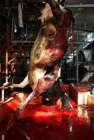 If you visit the killing floor of a slaughterhouse, it will brand your ...